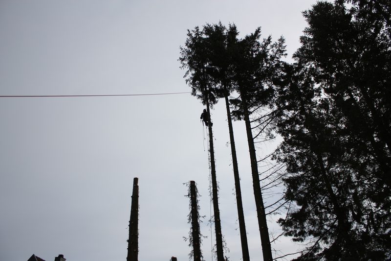 Baum wird sektionsweise gefällt