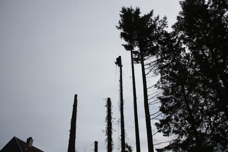 Katteker Baumpflege bei der Arbeit in Flensburg