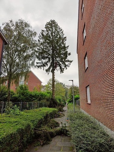 Baumfällung im Wohngebiet mit Seilklettertechnik