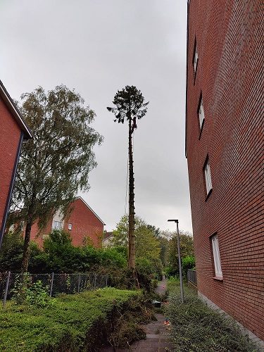 Baum wird in Abschnitten kontrolliert abgetragen