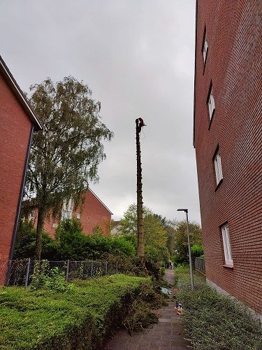 Baumteile werden gesichert abgeseilt