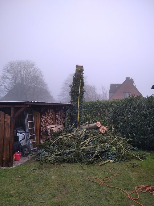 Baum wird gesichert Stück für Stück zurückgebaut
